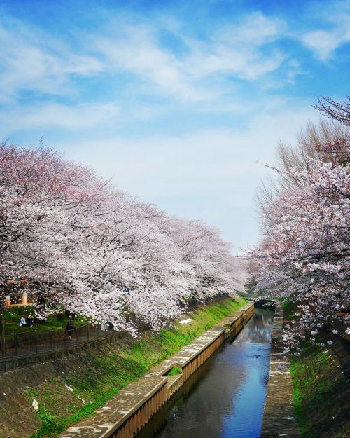 những địa điểm ngắm hoa anh đào ít người biết ở Tokyo